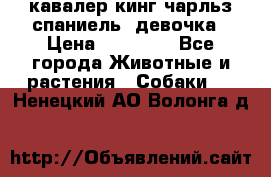  кавалер кинг чарльз спаниель -девочка › Цена ­ 45 000 - Все города Животные и растения » Собаки   . Ненецкий АО,Волонга д.